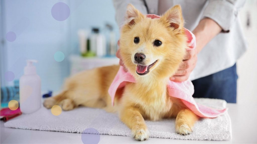 dog grooming in abu dhabi